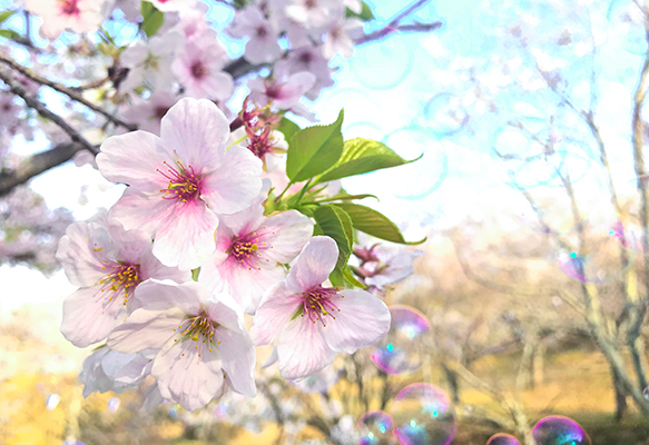 西山公園の桜とシャボン玉